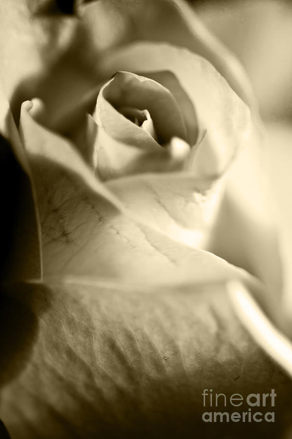 Still Life Photograph - Rose of White 4 by Micah May