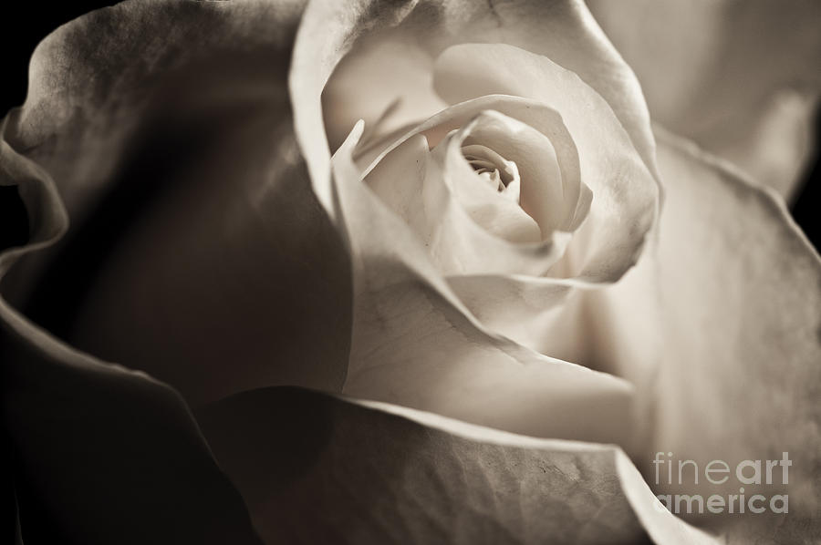Still Life Photograph - Rose of White by Micah May