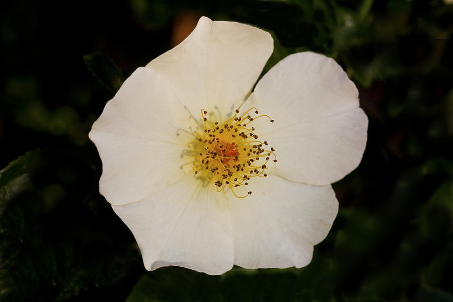 Rose of White Photograph by Rich Franco