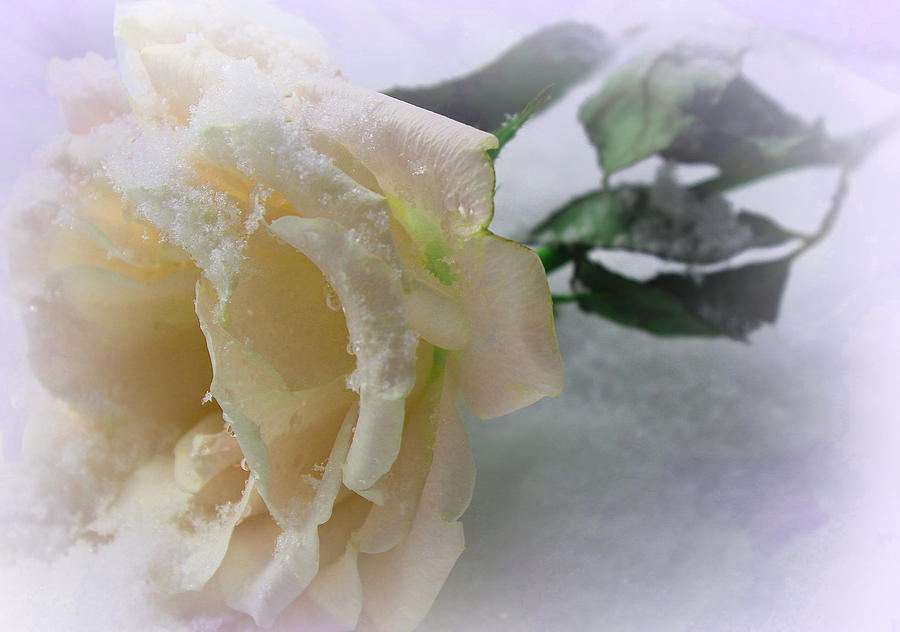 Rose Photograph - Rose of Winter by The Art Of Marilyn Ridoutt-Greene