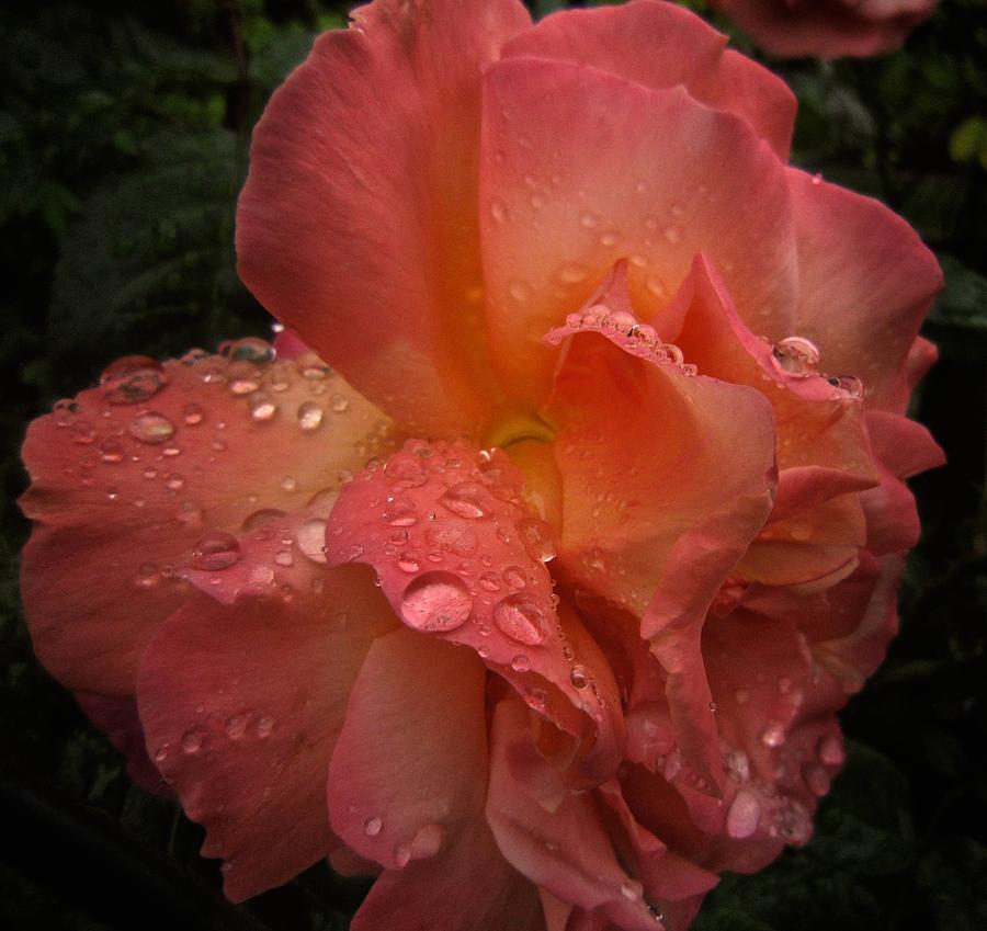 Rose Oil Photograph by Richard Cummings