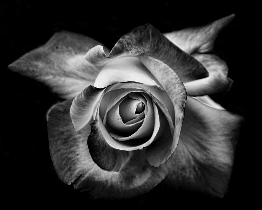 Rose Photograph by Olga Vlasenko - Fine Art America