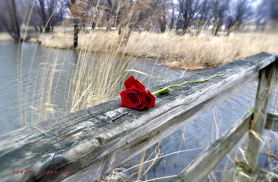 Rose on a Bridge Photograph by Verana Stark