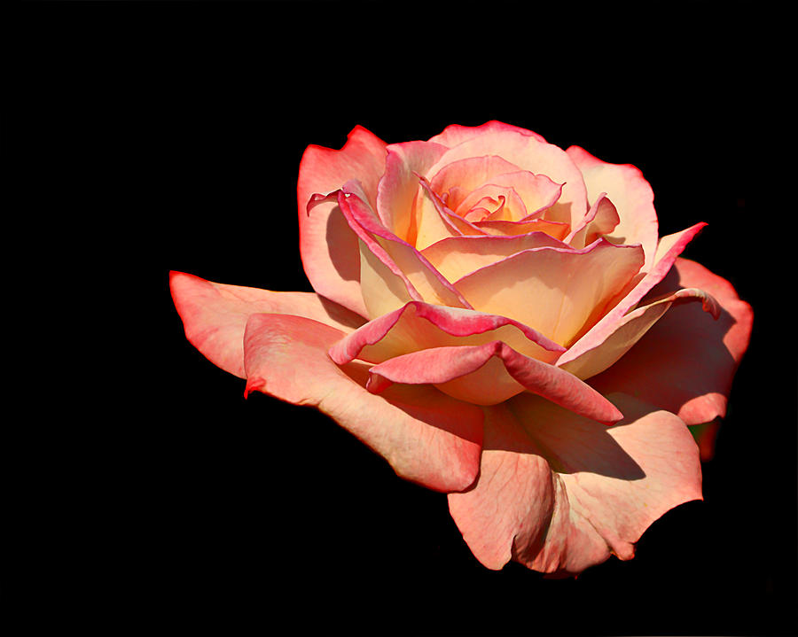 Rose on Black Background Photograph by Nikolyn McDonald