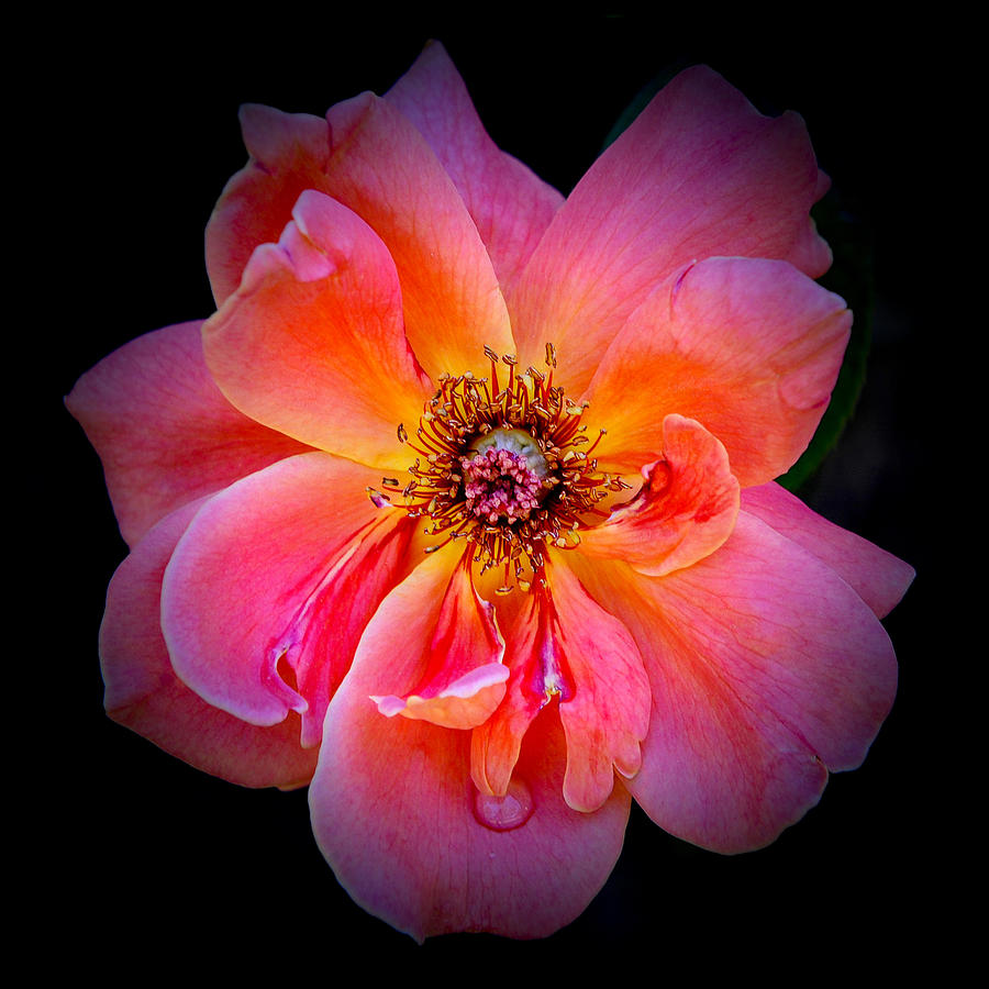 Rose on Black Photograph by Stephen Anderson