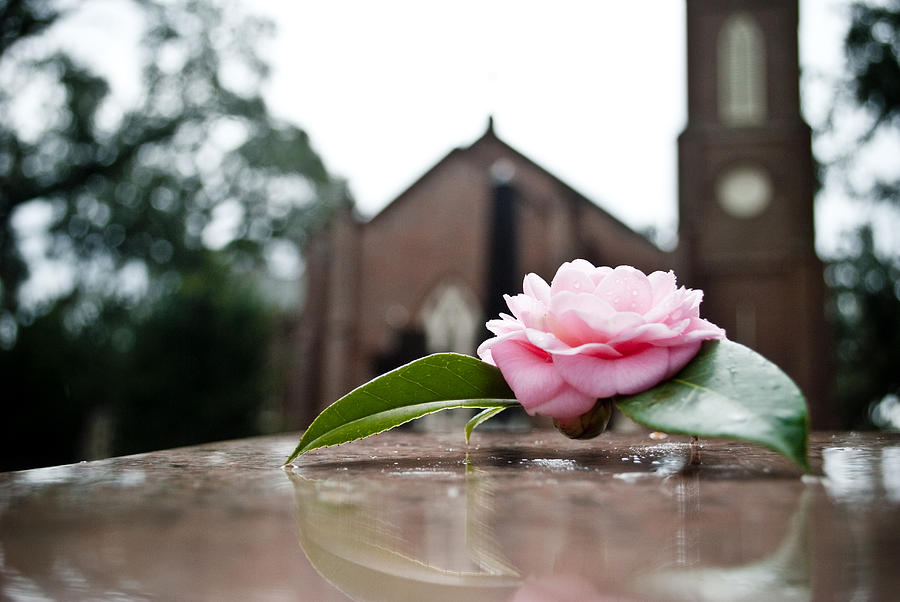 Rose on grave Photograph by ManuelBurgos Rose on grave Photograph by ManuelBurgos