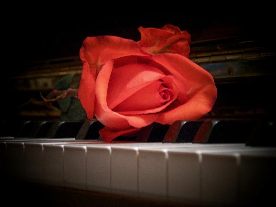 Rose on Piano Photograph by Joyce Kimble Smith