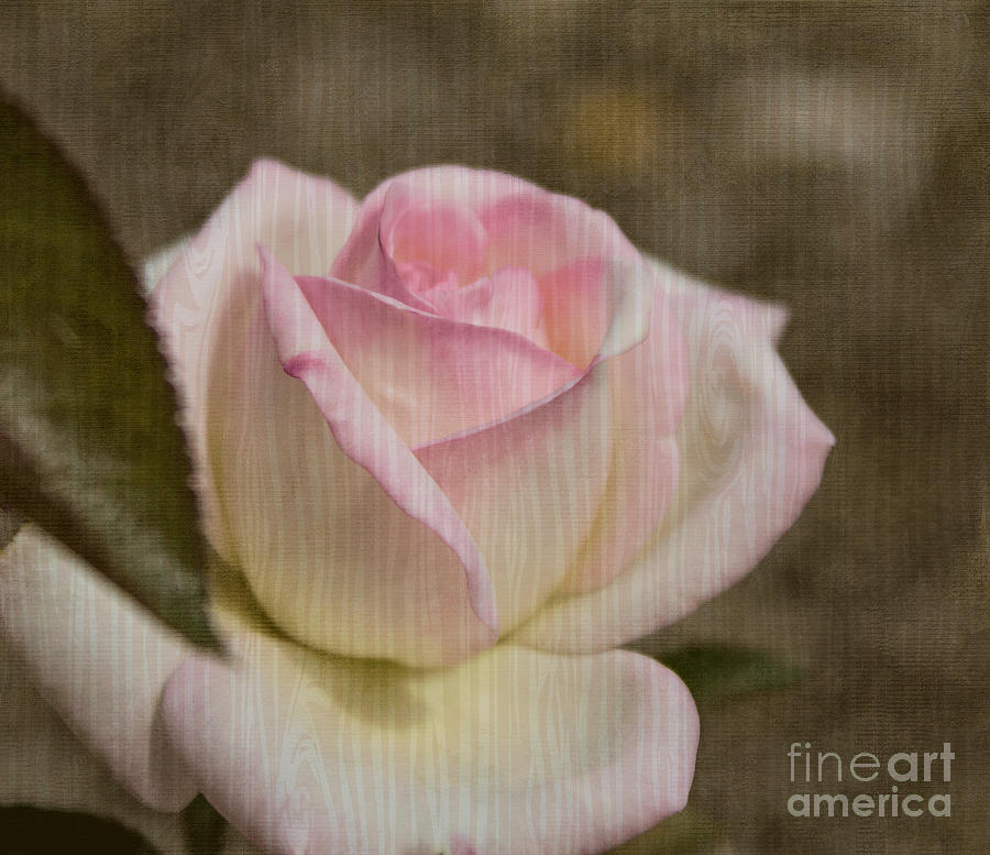 Rose On Rose Photograph by Arlene Carmel