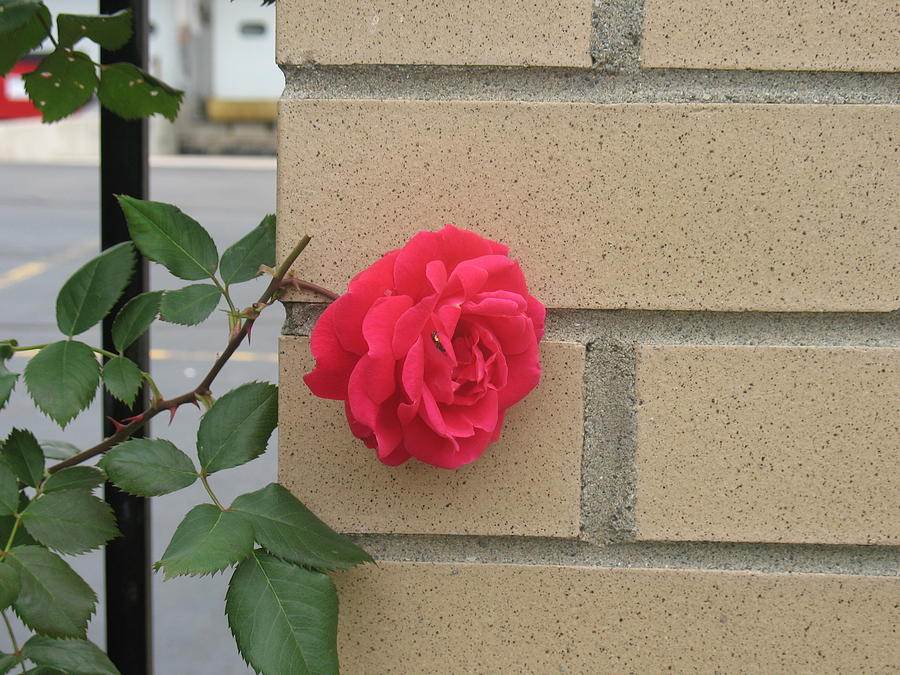 Rose on The Wall Photograph by Alan Chandler
