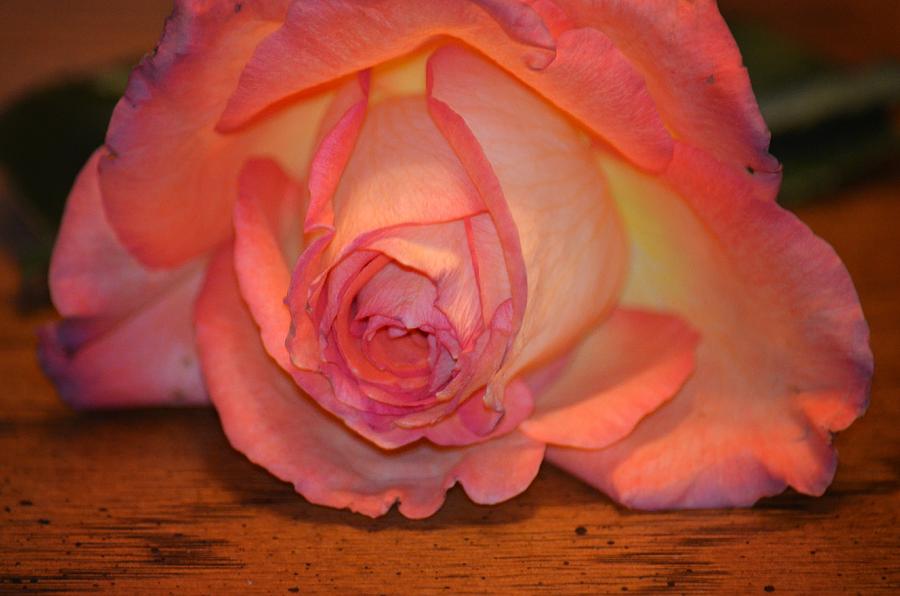 Rose on Wood Photograph by Maria Urso