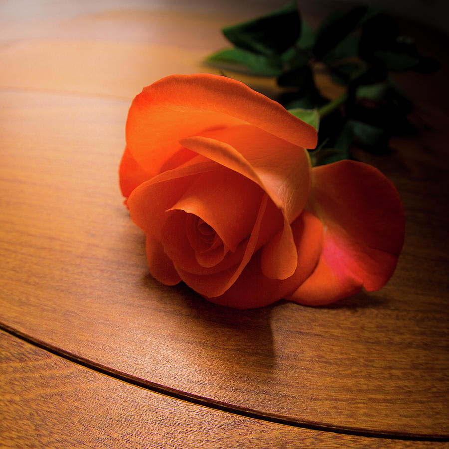 Rose On Wooden Table Photograph by Peter Chadwick Lrps