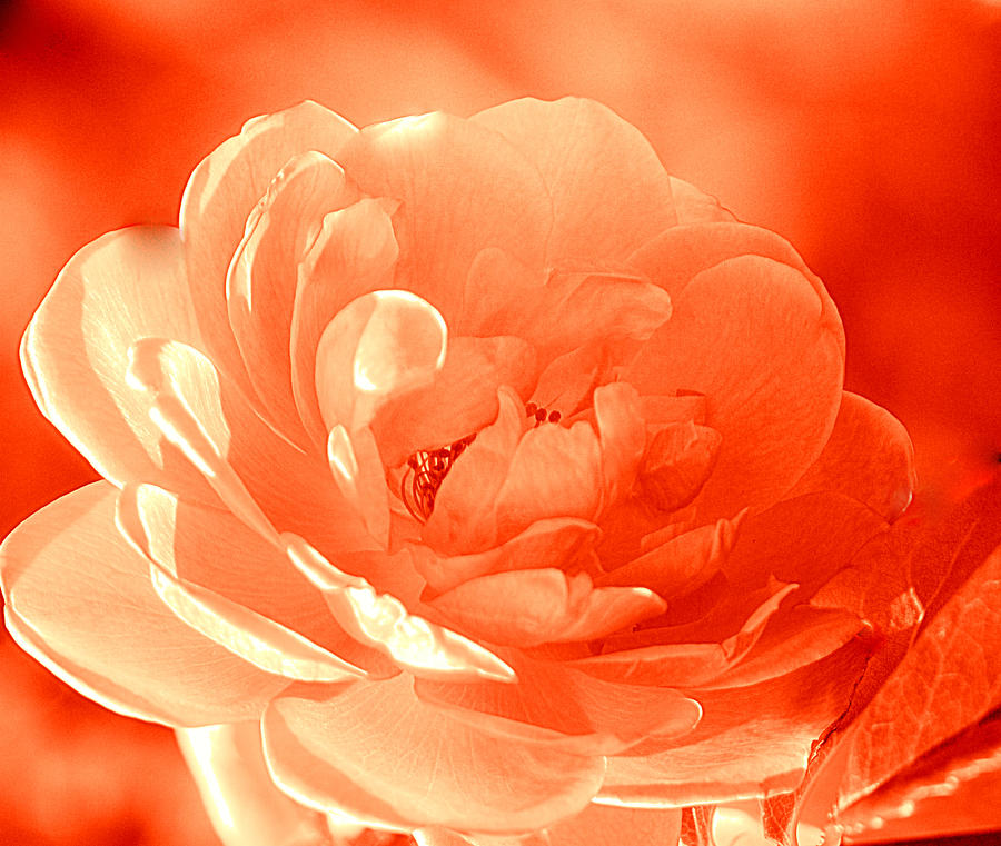 Rose Orange Photograph by Joan Han