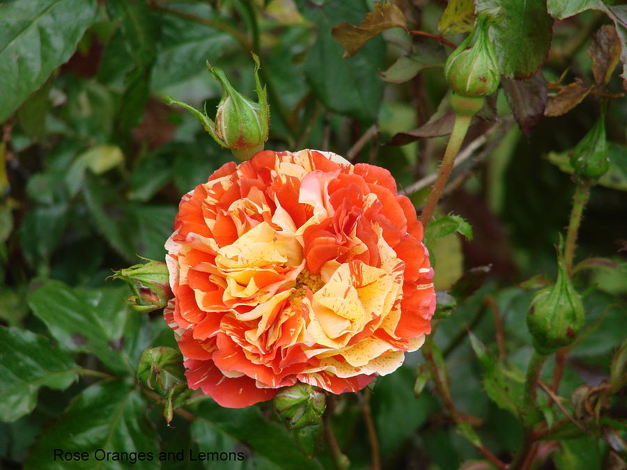 Rose Oranges And Lemons Photograph by Ed Mosier