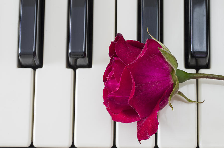Rose over piano keys Photograph by Paulo Goncalves