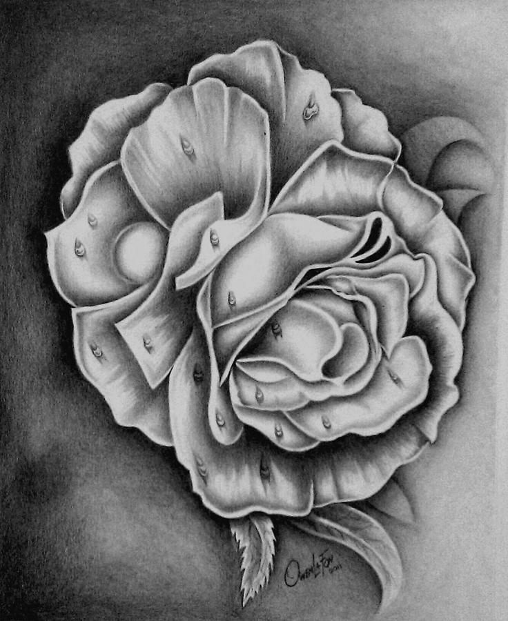 Rose Drawing - Rose by Owen Lafon Rose Drawing - Rose by Owen Lafon