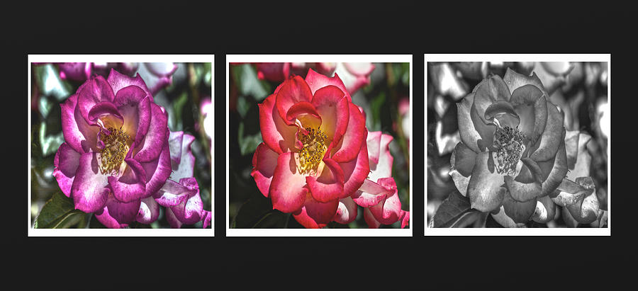 Rose Panel In Three Hues Photograph by SC Heffner