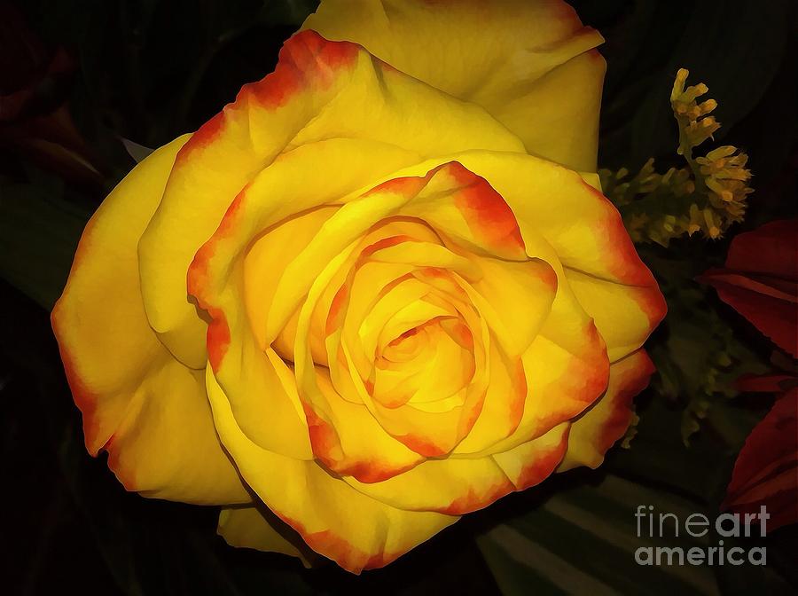 Rose Passion Yellow Impression Photograph by Saundra Myles