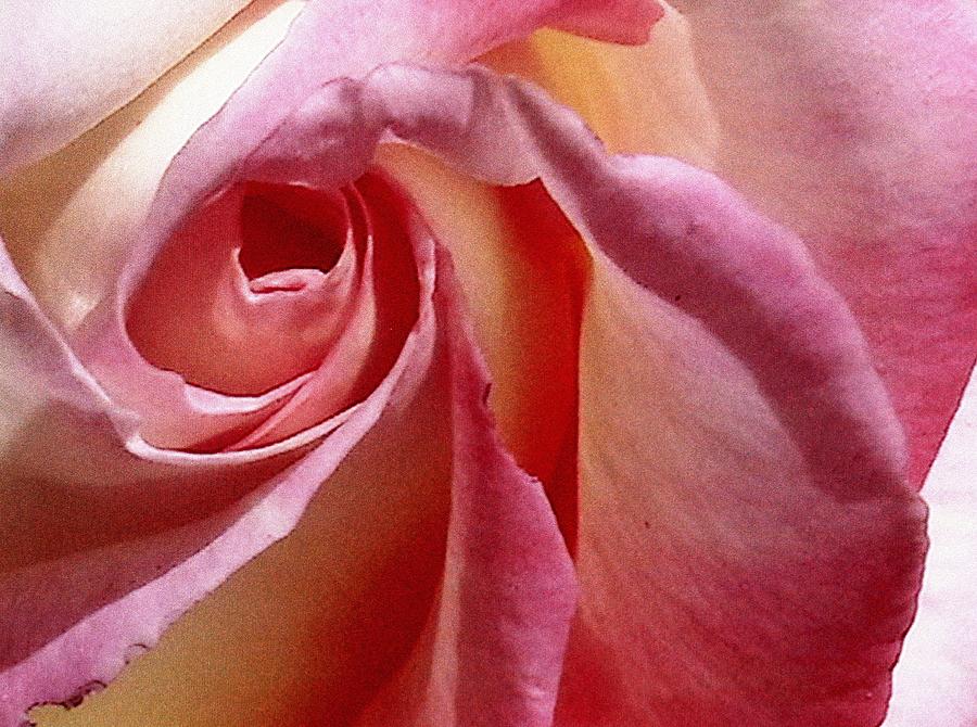 Rose Photograph - Rose by Patrick Morgan