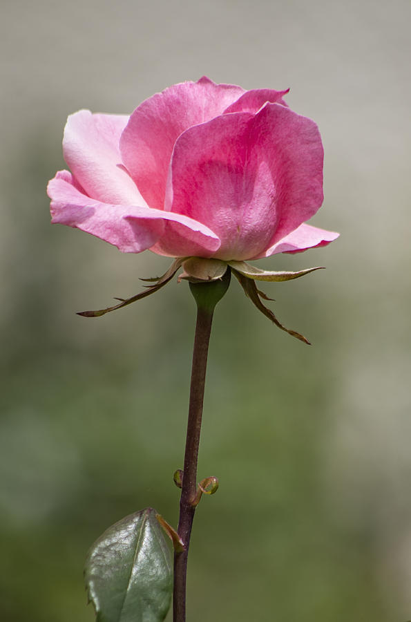 Nature Photograph - Rose by Paulo Goncalves