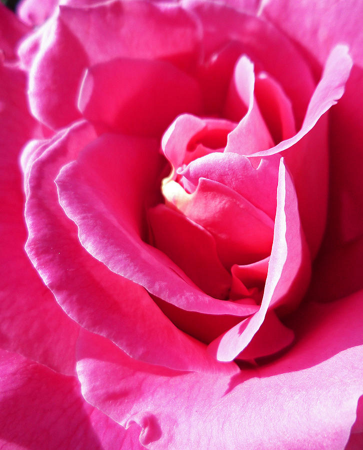 Rose Perfect Imperfection Photograph by Irina Sztukowski