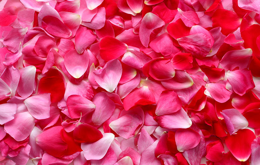 Rose Petal Background Photograph by 2windspa
