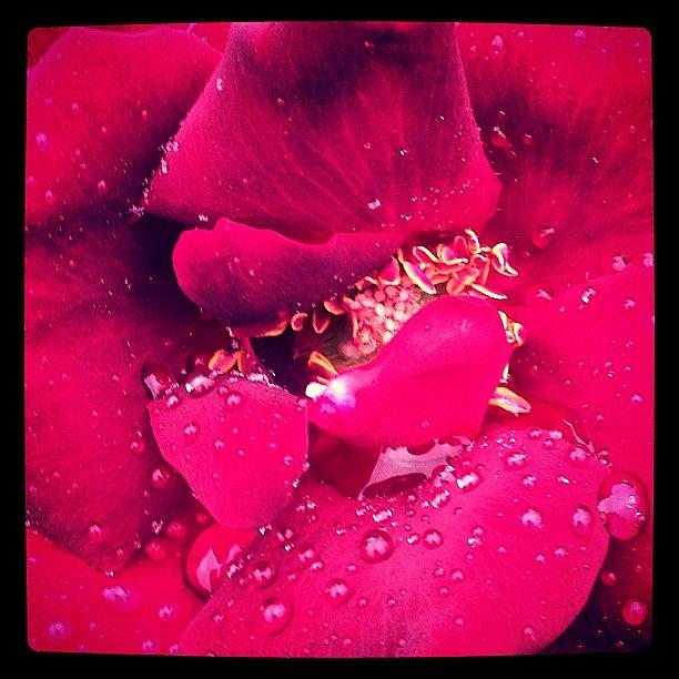 Nature Photograph - Rose Petal Detail, New York #flora by Brad Starks
