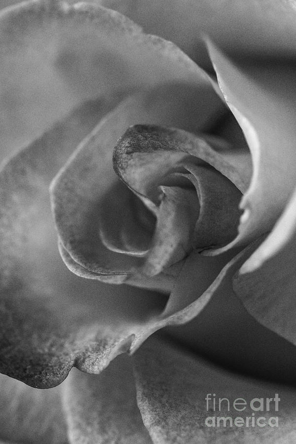 Rose Petal Macro Photograph by David Haskett II