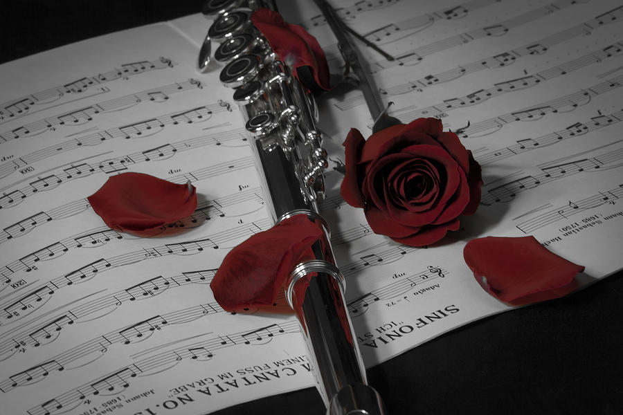 Rose Petal Music Photograph by Amber Kresge