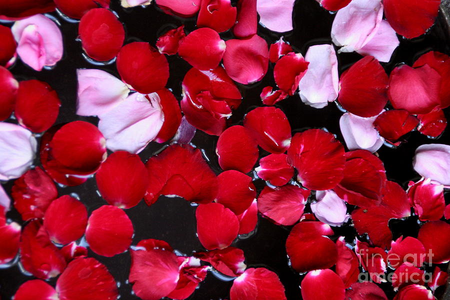 Abstract Photograph - Rose Petal on water by Arie Arik Chen