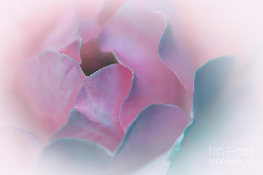 Abstract Photograph - Rose Petal Pastel by Kaye Menner by Kaye Menner