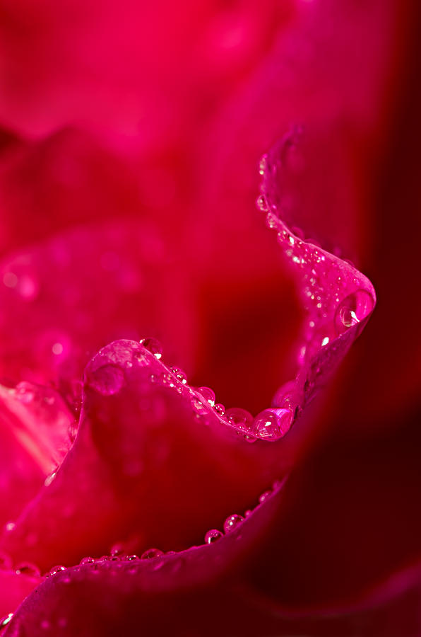 Rose Petal Rain Photograph by Mary Jo Allen