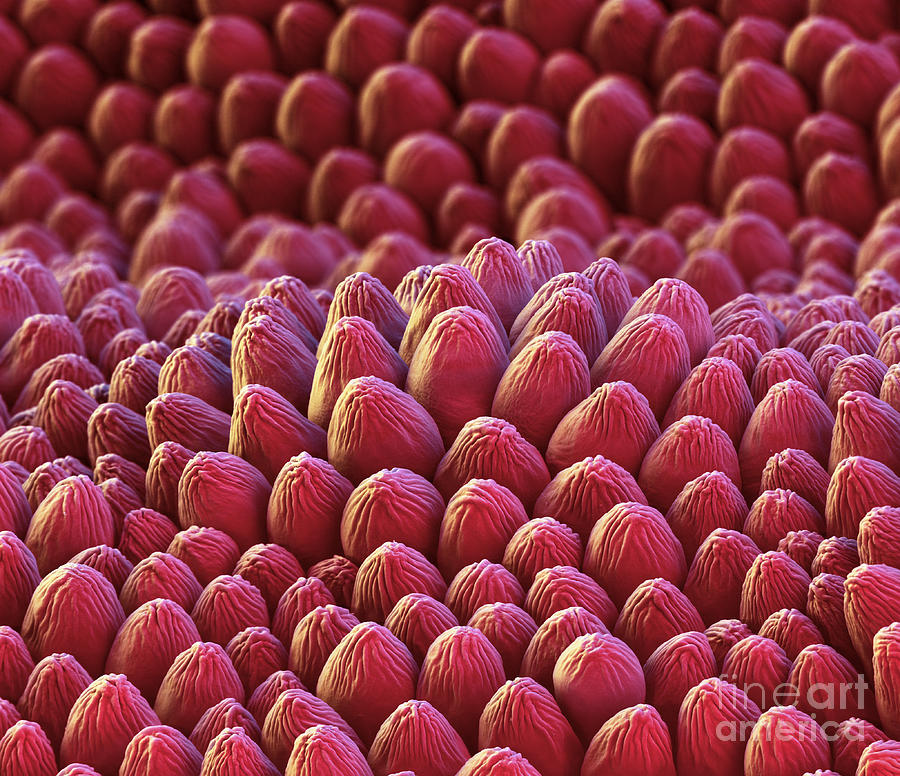Flowers Still Life Photograph - Rose Petal Surface Sem by Eye of Science
