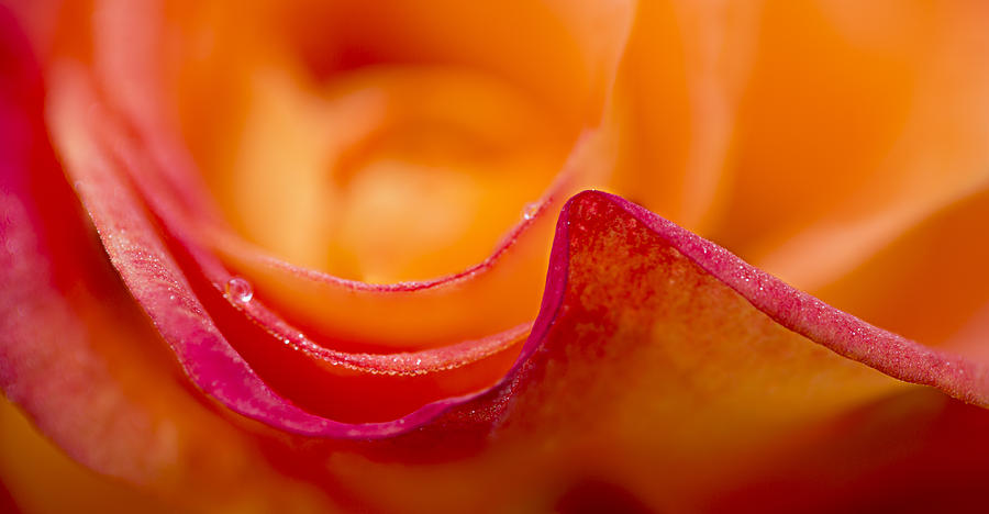 Rose Photograph - Rose Petal Waves by Mary Jo Allen
