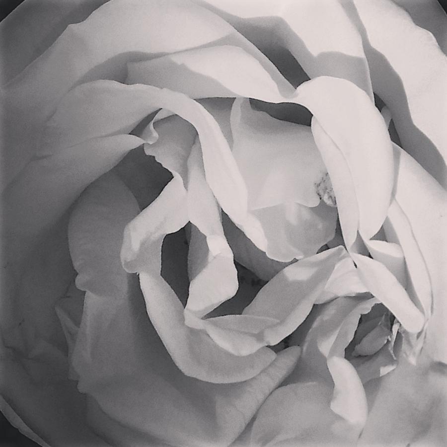 Rose Petals Photograph by Allison Boring