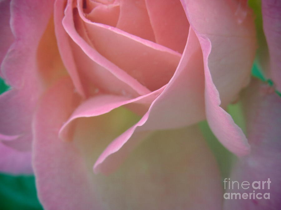 Flower Photograph - Rose Petals by David Lankton