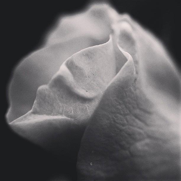 Rose Petals, #foundonmyroll -- How I Photograph by Stone Grether