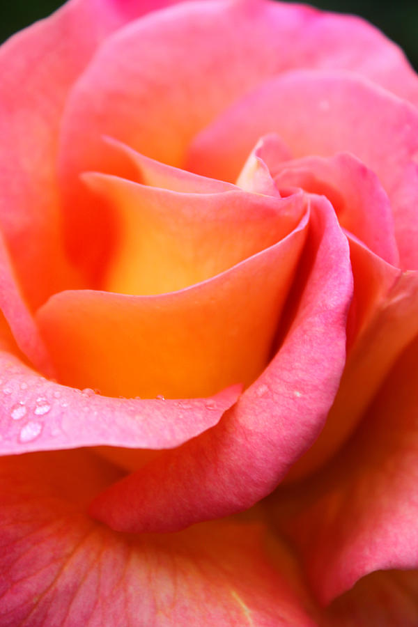 Rose Petals Photograph by Kami McKeon