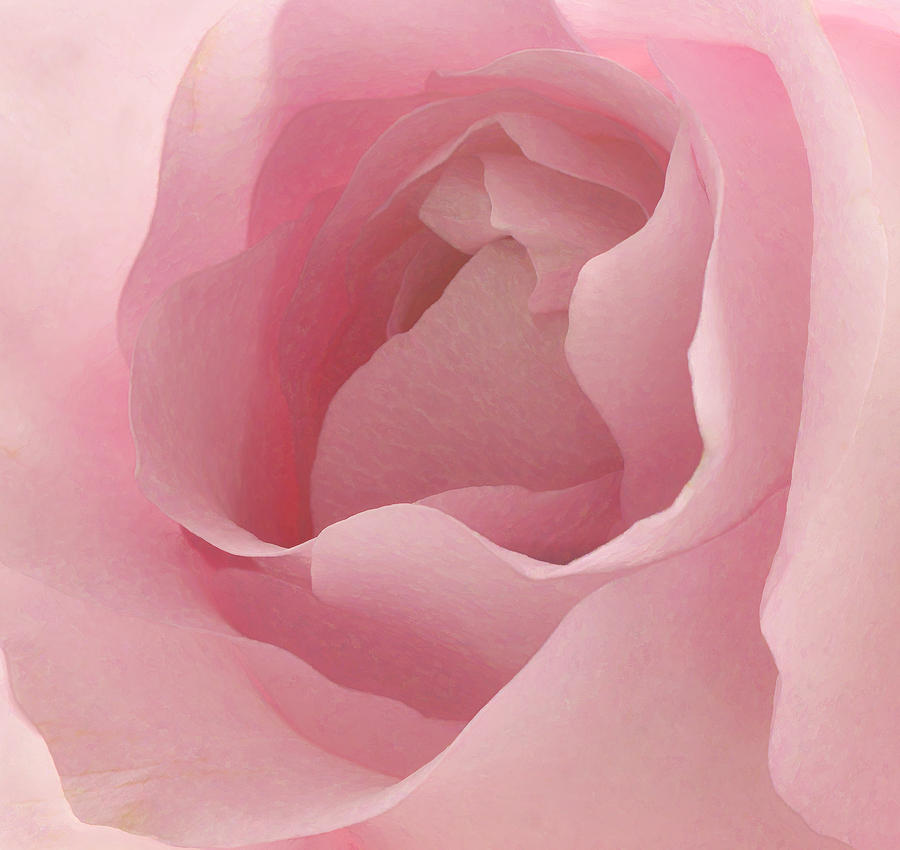 Rose Petals Photograph by Linda Szabo