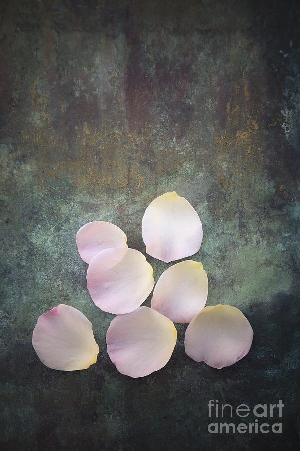 Rose Petals Photograph by Maria Heyens