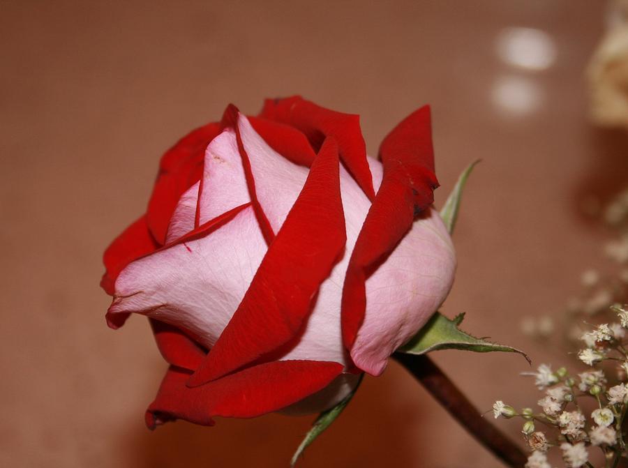 Rose Petals Photograph by Marian Lonzetta
