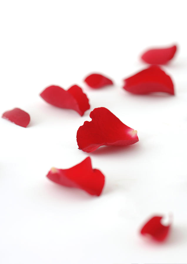 Rose petals Photograph by Michele Constantini