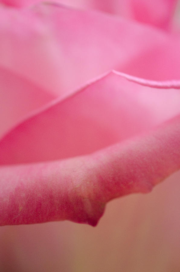 Rose Petals Photograph by Nancy Edwards