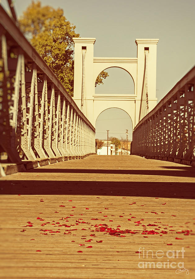 Rose Petals on Footbridge Photograph by Imagery by Charly