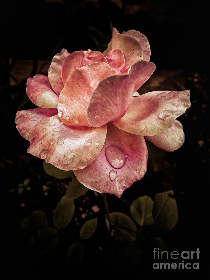 Flowers Still Life Photograph - Rose petals with raindrops by Silvia Ganora