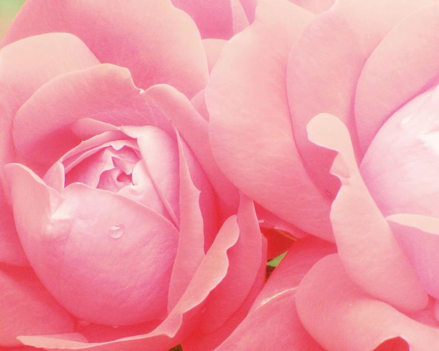     РОЗА РОЗОВАЯ  Rose-photography-pink-roses-pink-flower-photography-baby-girl-nursery-art-soft-girly-pink-wall-art-amy-tyler
