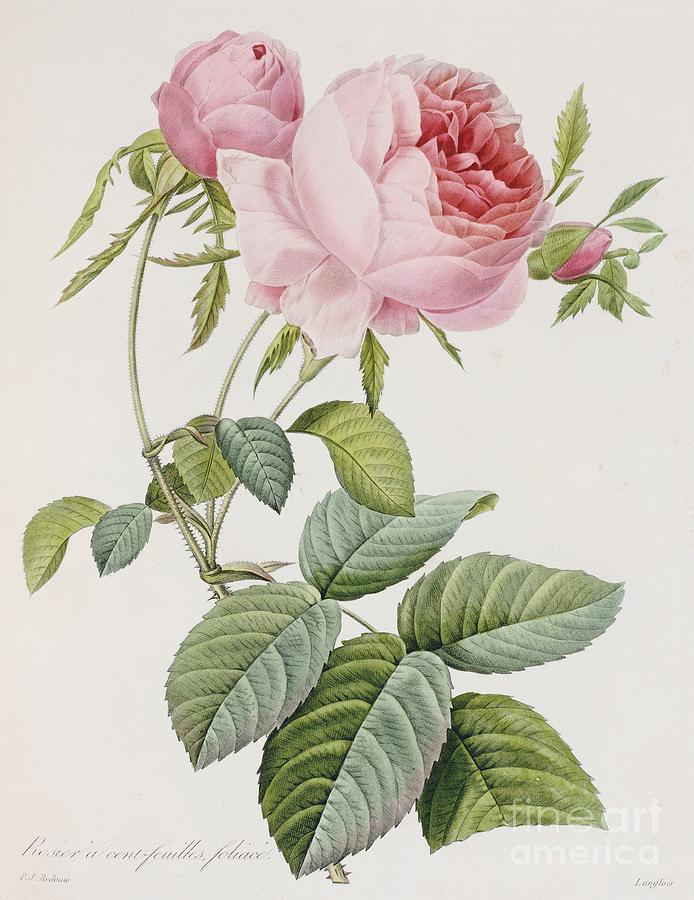 Flower Painting - Rose by Pierre Joesph Redoute
