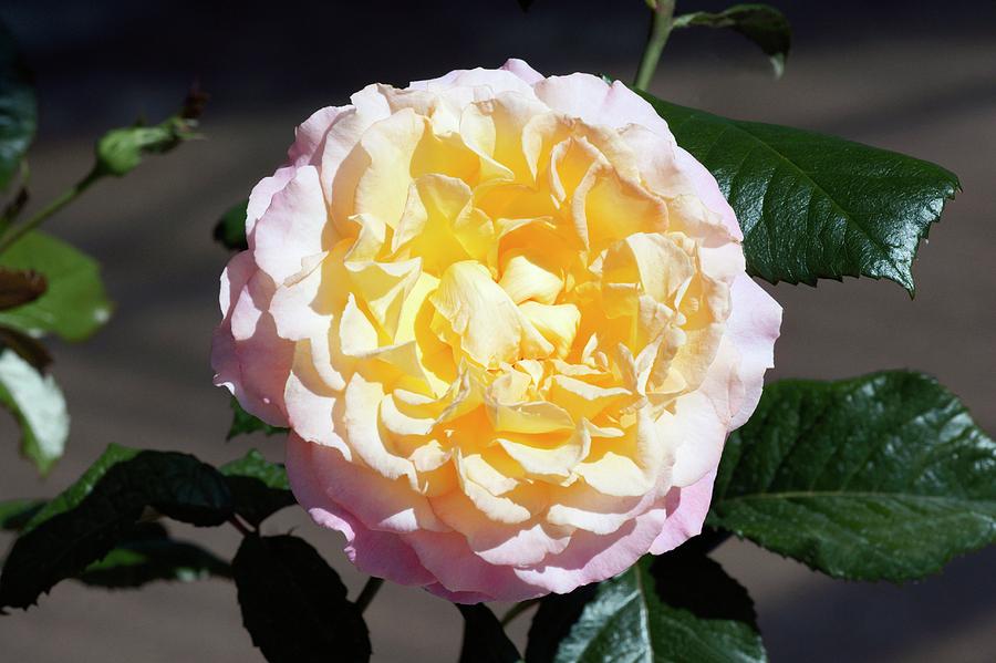 Rose (pierre Tcherina) Hybrid Tea Rose Photograph by Brian Gadsby ...