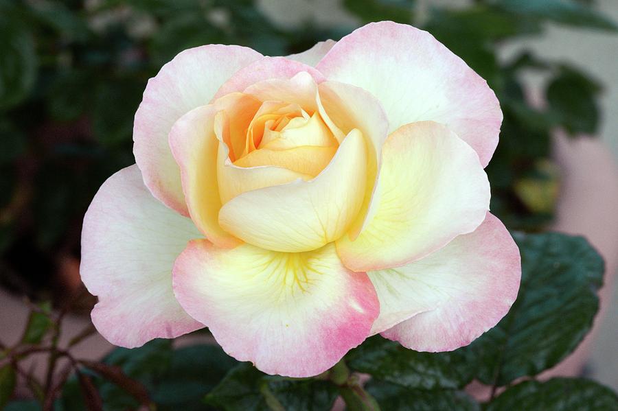 Rose (pierre Tchernia) Hybrid Tea Rose Photograph by Brian Gadsby/science Photo Library