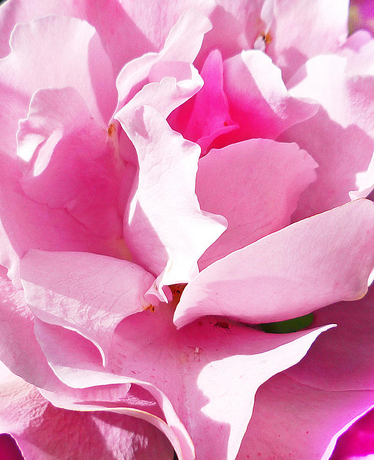 Rose Pink And Beautiful  Photograph by Irina Sztukowski