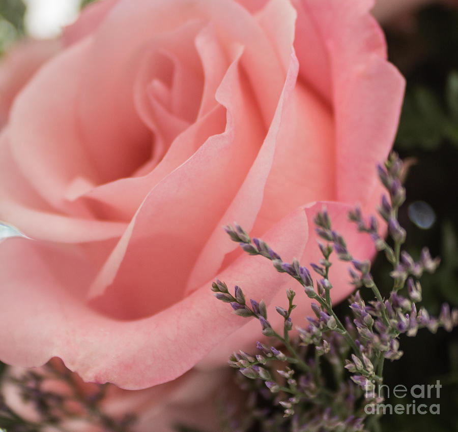 Rose Pink Photograph by Arlene Carmel